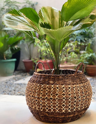 Abaca Collection